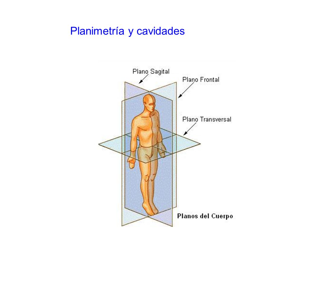 planimetria del cuerpo humano